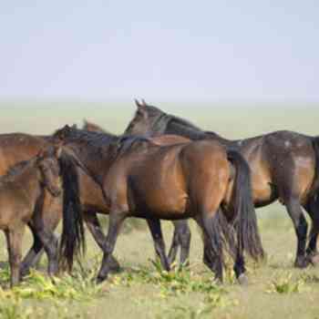 Click para ampliar. Pulsa en el nombre para ver la ficha. Caballo de retuertas 2